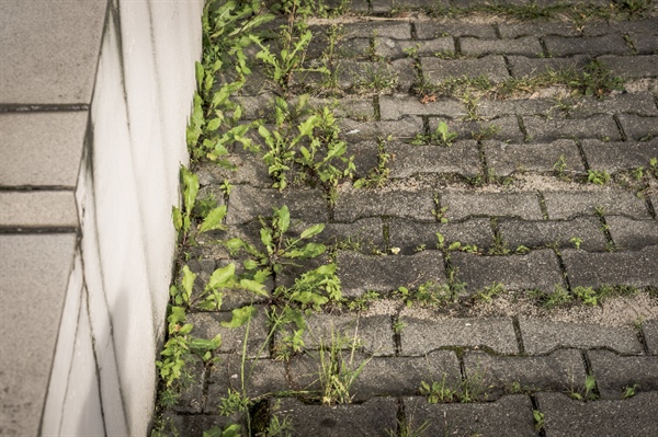 How Does Paver Sealing Prevent Weed Growth in Minneapolis Driveways?